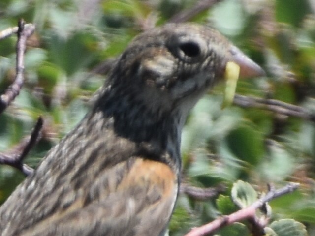 Vesper Sparrow - ML354323471