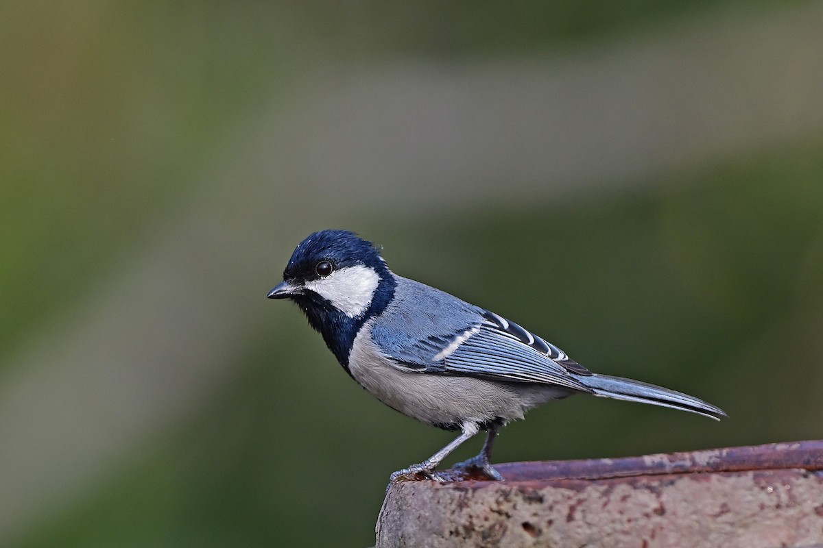 Asian Tit (Cinereous) - ML354324321