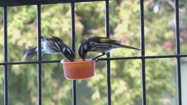 New Holland Honeyeater - ML354324331