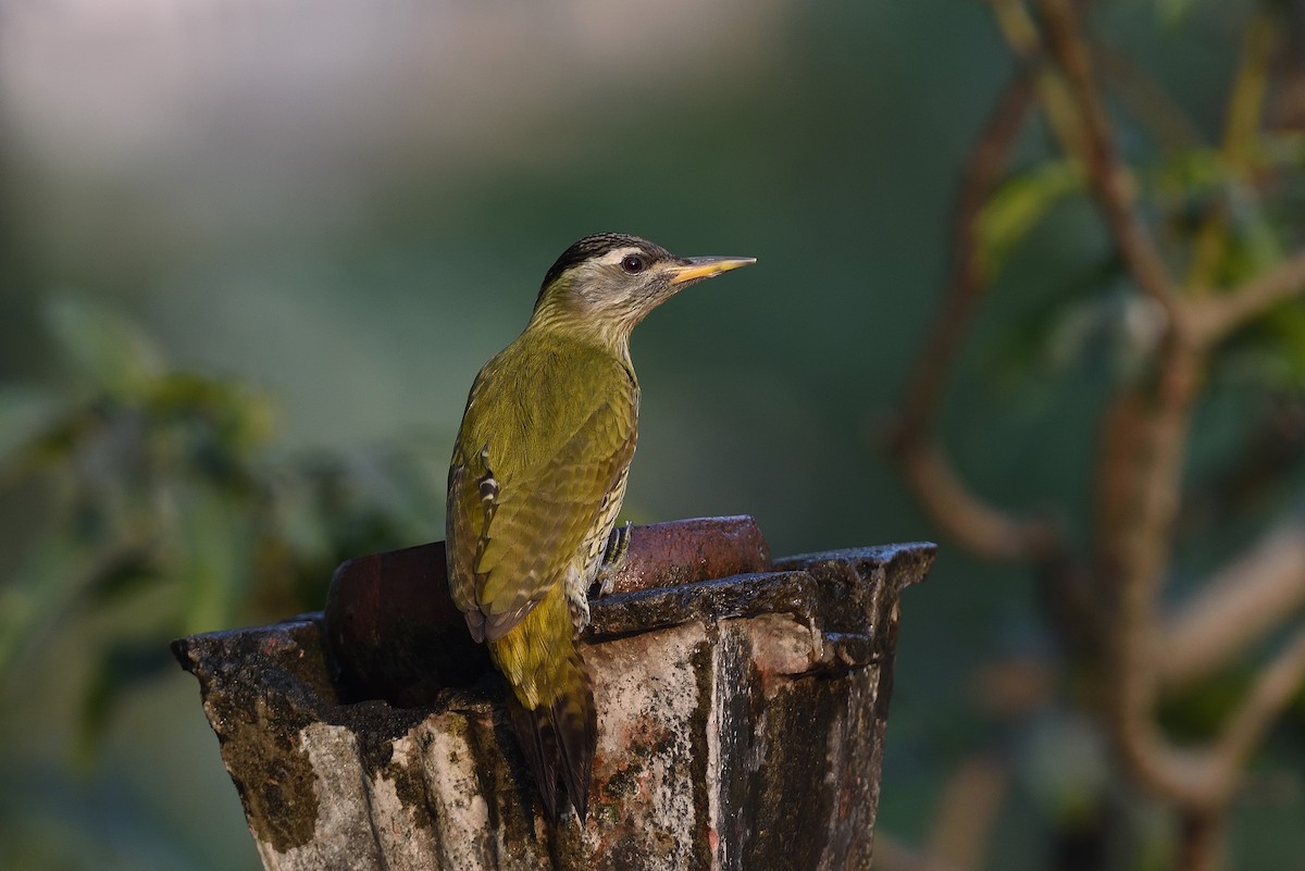 Streak-throated Woodpecker - Supratim Mukherjee