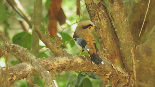 Silver-breasted Broadbill - ML354326671