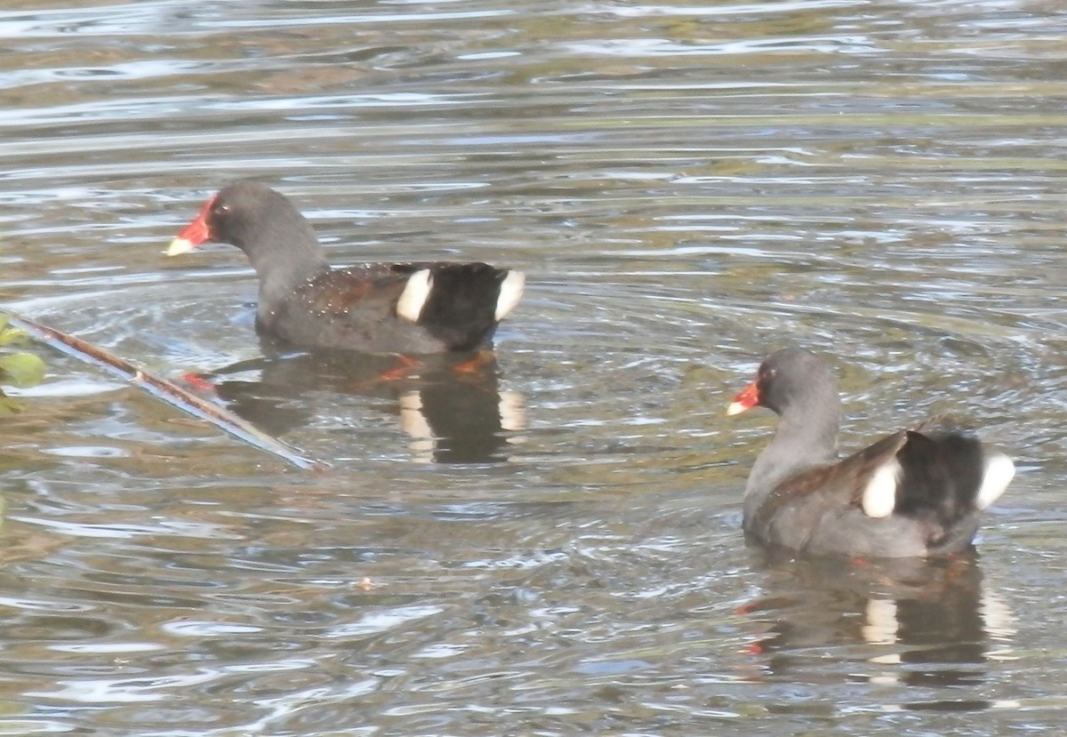 Dusky Moorhen - ML354326761