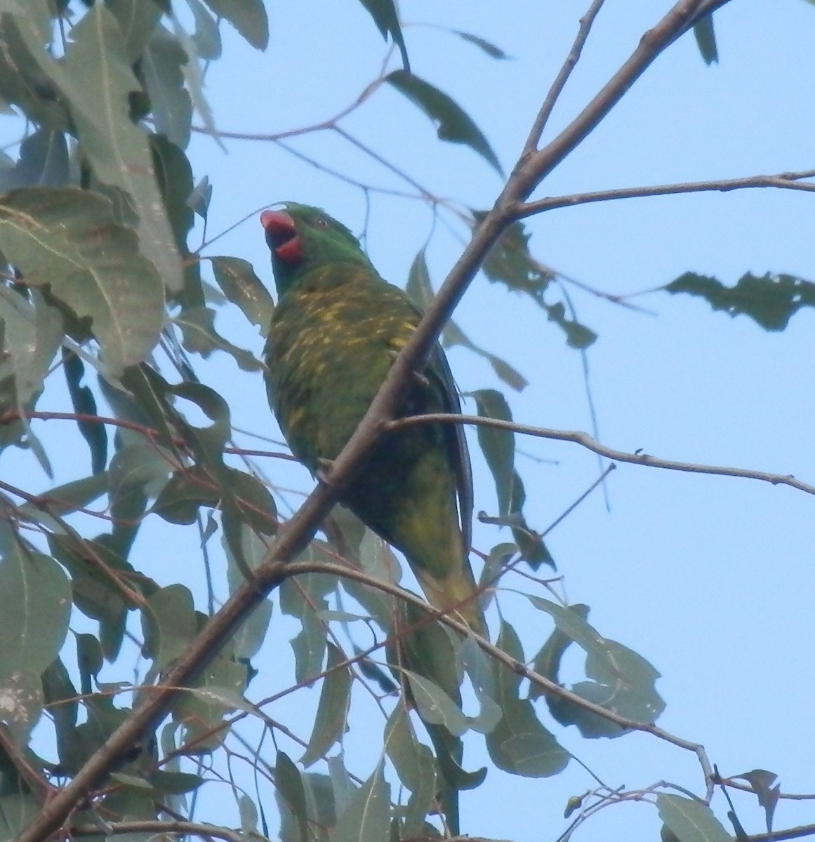 Scaly-breasted Lorikeet - ML354326771