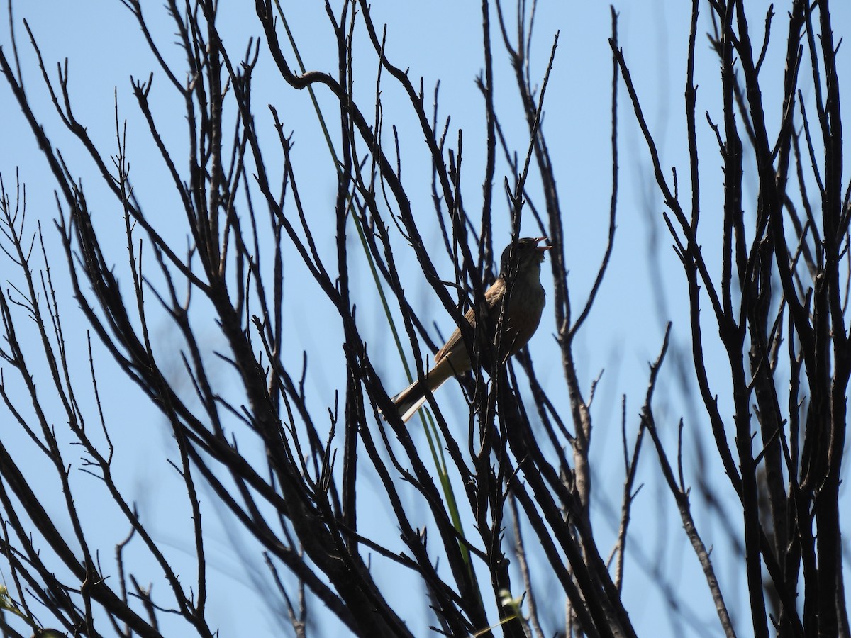 Ortolan Bunting - ML354327761