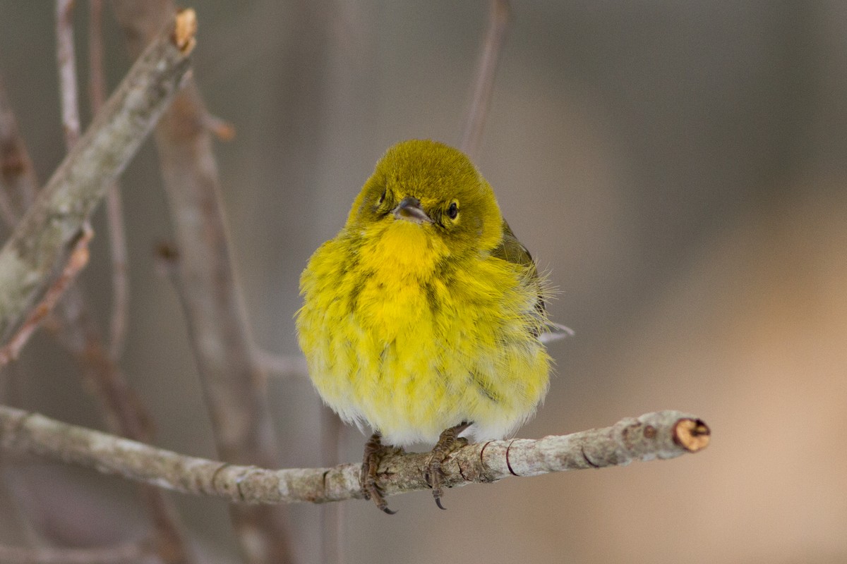 Pine Warbler - Lucas Bobay