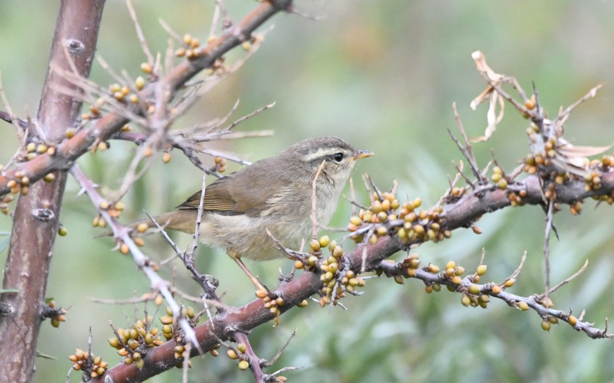 Yellow-streaked Warbler - Oriental Stork