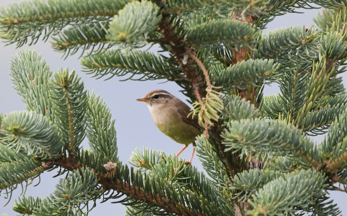 Yellow-streaked Warbler - ML354330231