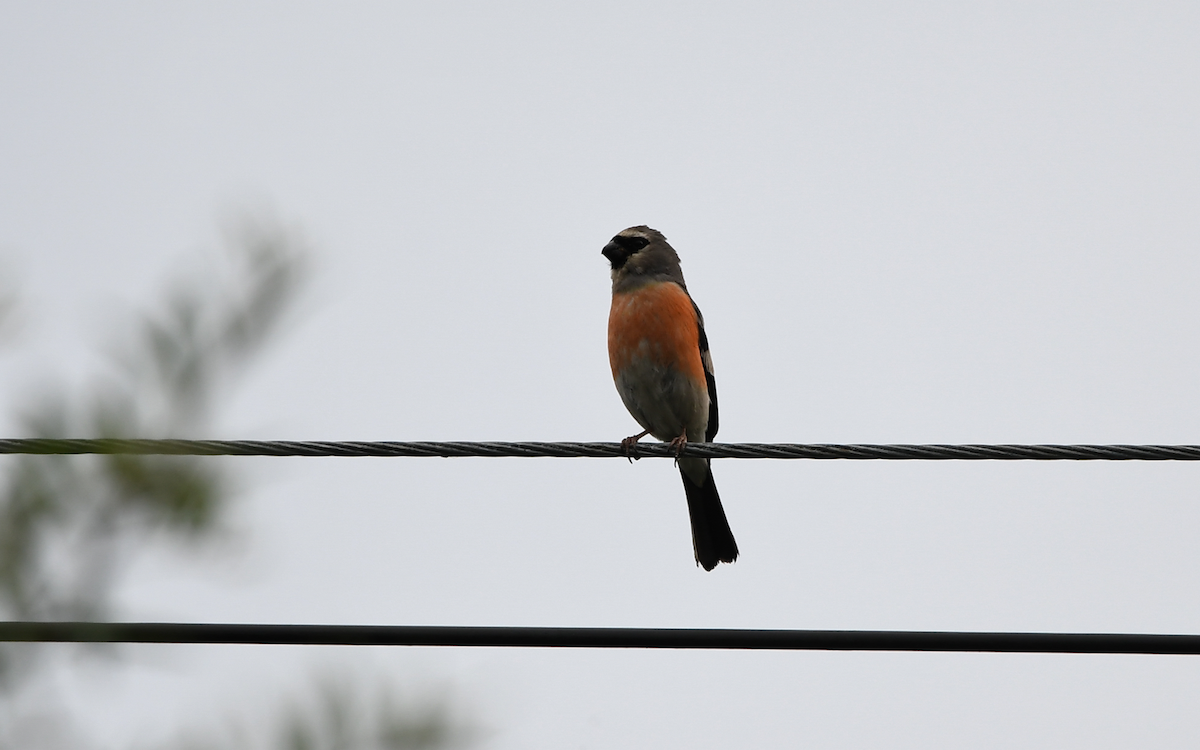 Gray-headed Bullfinch - ML354330271