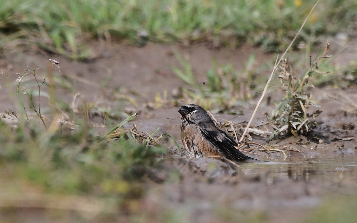 Gray-headed Bullfinch - Oriental Stork