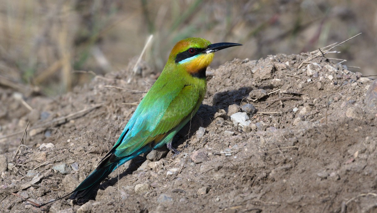 Rainbow Bee-eater - Nik Mulconray