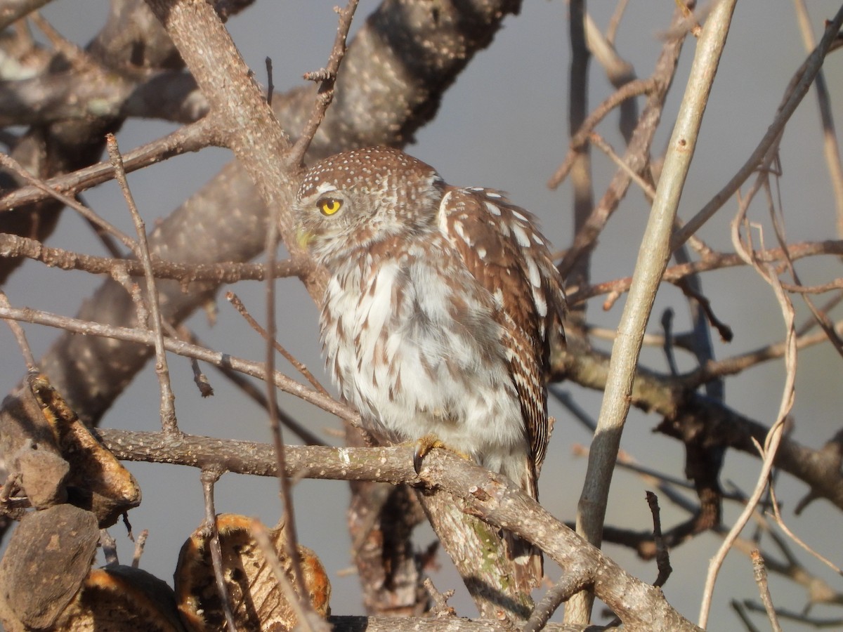 Pearl-spotted Owlet - ML354331501