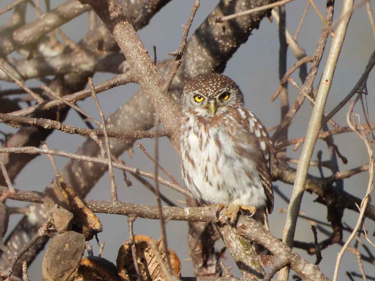 Pearl-spotted Owlet - ML354331631