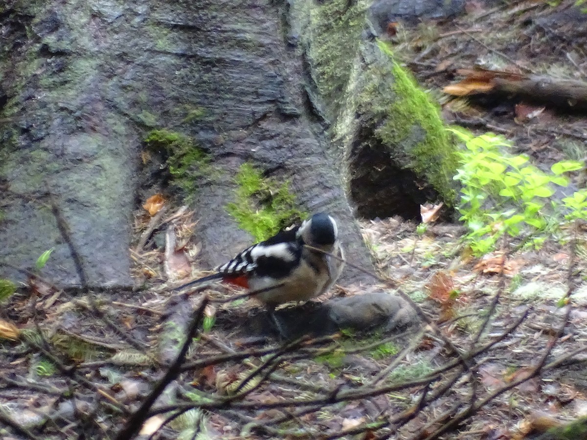 Great Spotted Woodpecker - ML354331741
