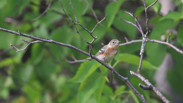 Bay-breasted Warbler - ML354332101