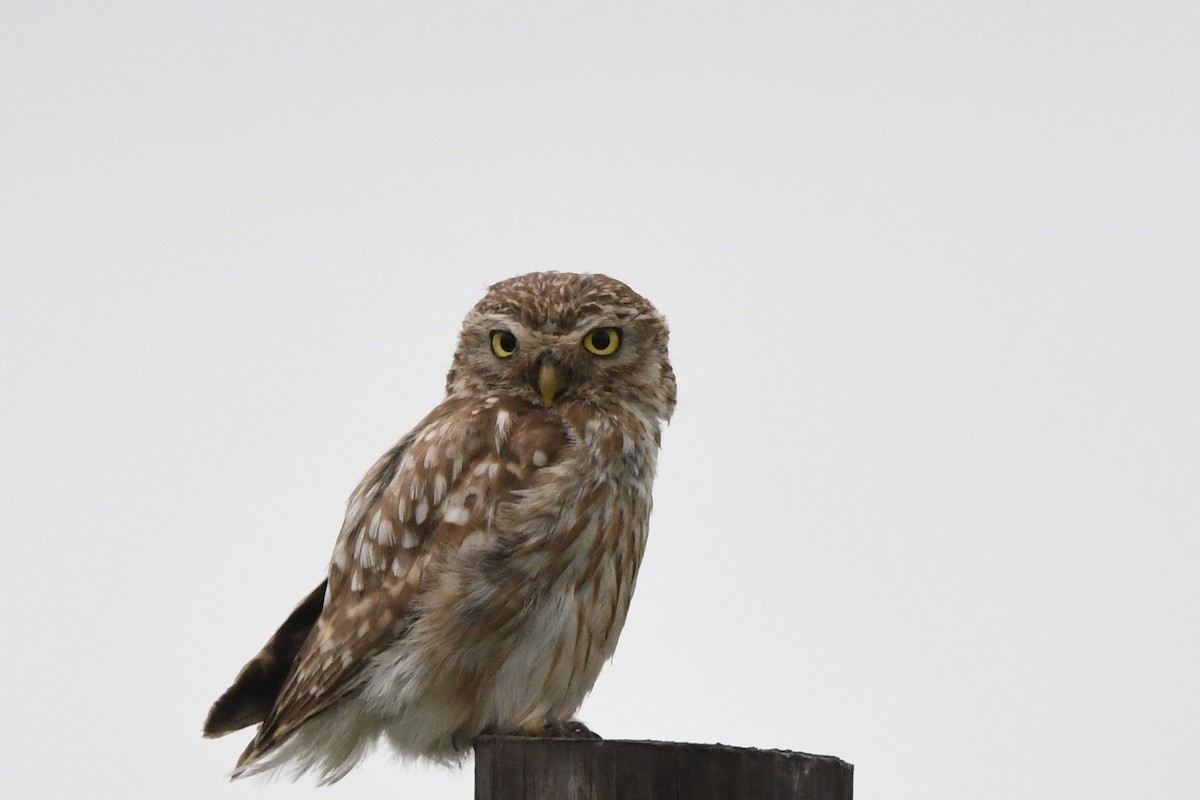 Little Owl - ML354332281