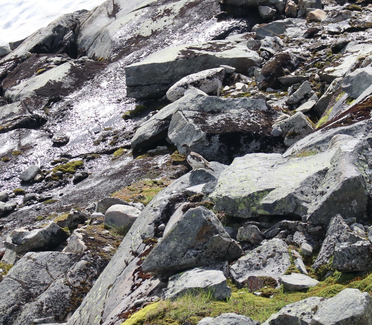 Rock Ptarmigan - Steffen S. Kystad