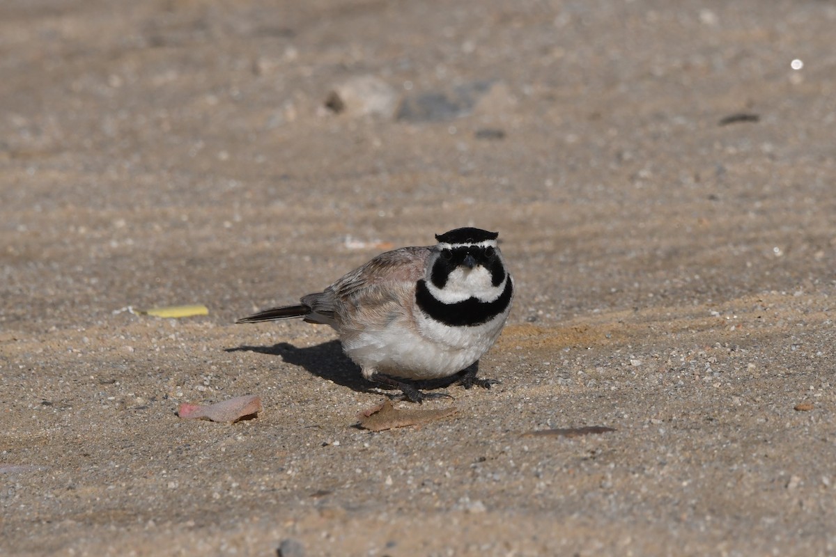 Horned Lark - Oriental Stork