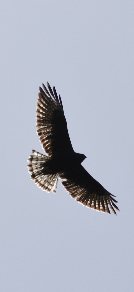 Short-tailed Hawk - Harrison Allen