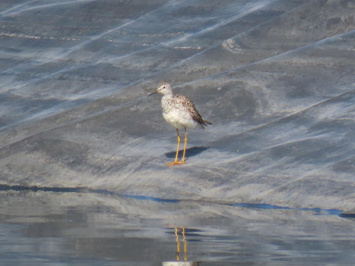 Lesser Yellowlegs - ML354337091