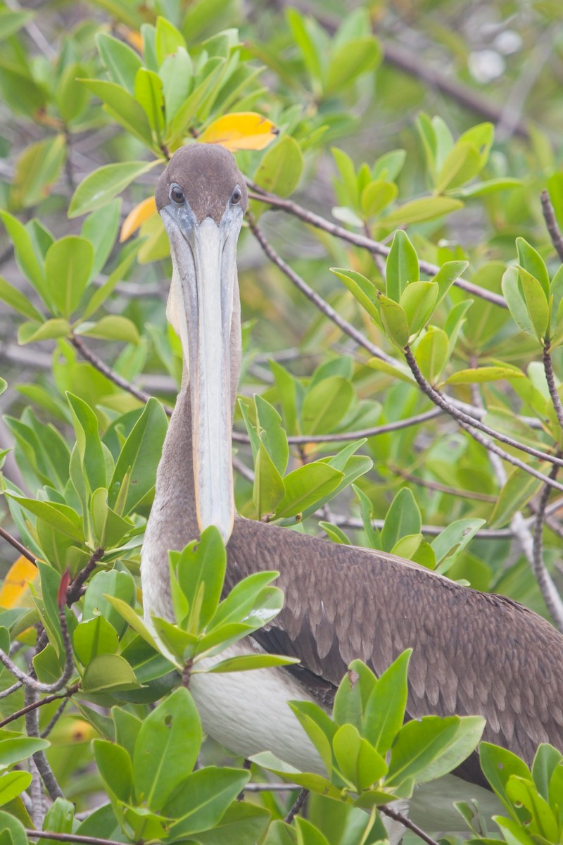 pelikán hnědý (ssp. urinator) - ML354338171