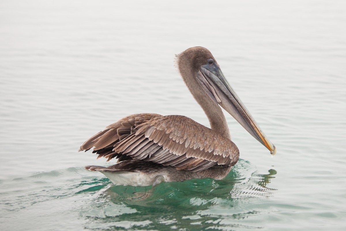 pelikán hnědý (ssp. urinator) - ML354338191