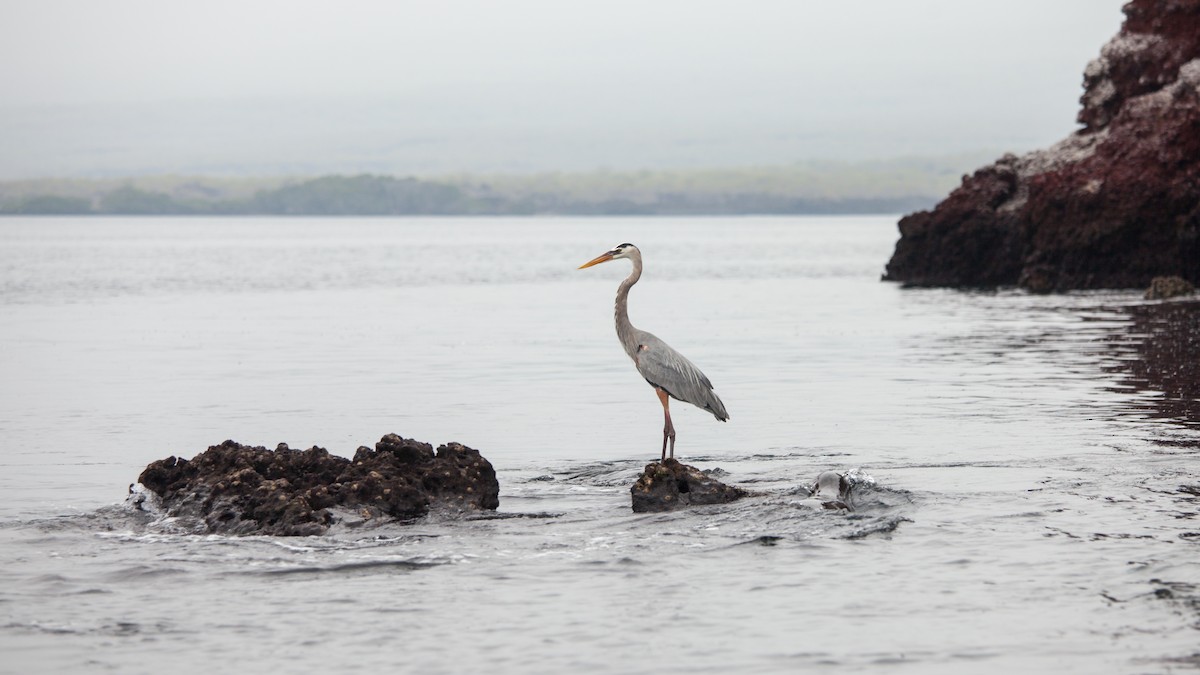 Great Blue Heron - ML354338221