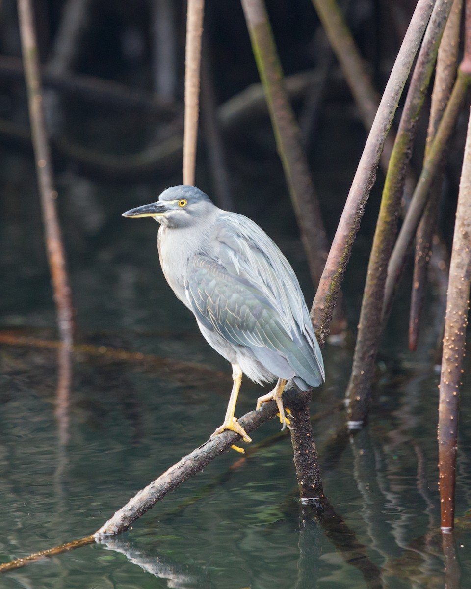 Lava Heron - ML354338251