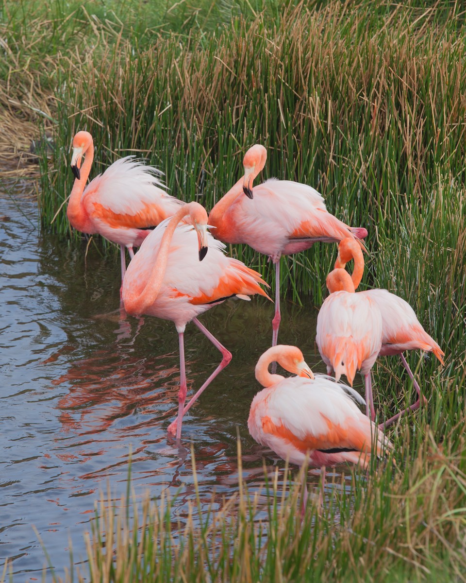 Amerika Flamingosu - ML354338481
