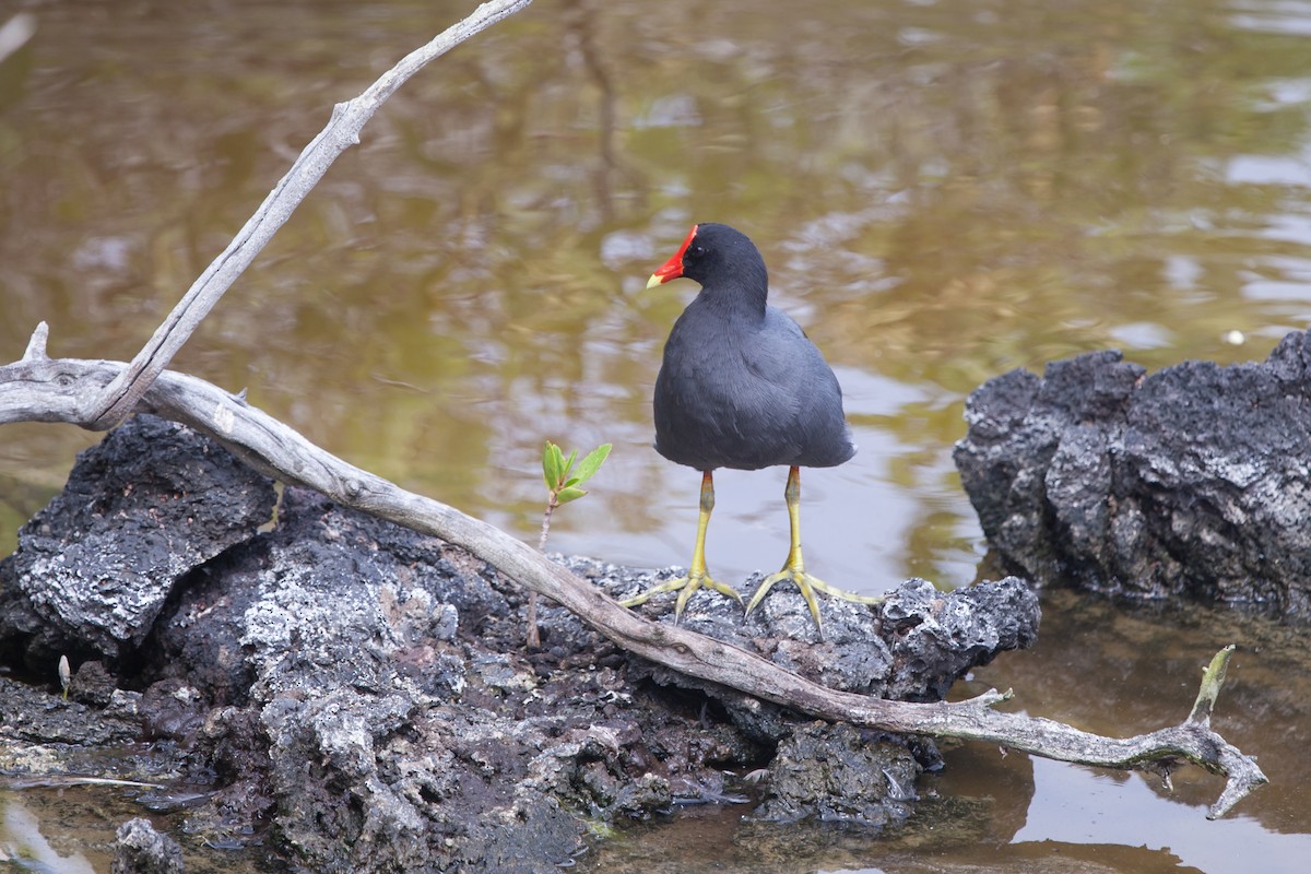 Common Gallinule (American) - ML354338741