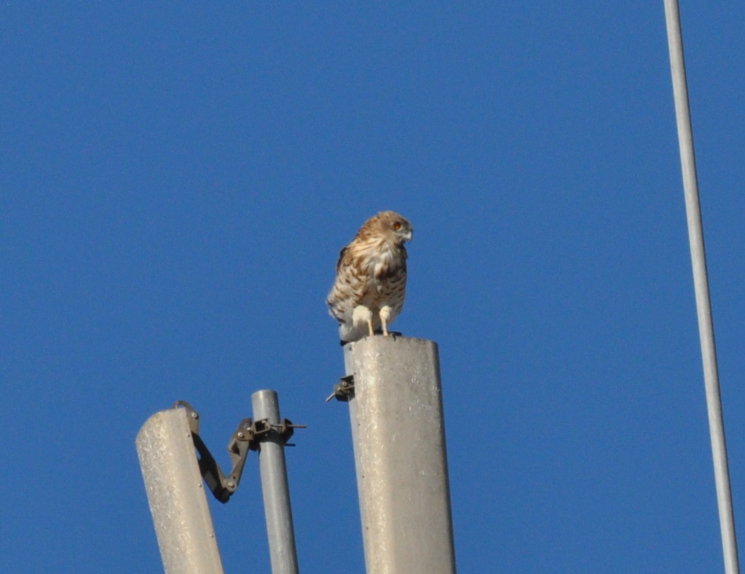 Short-toed Snake-Eagle - ML354338951