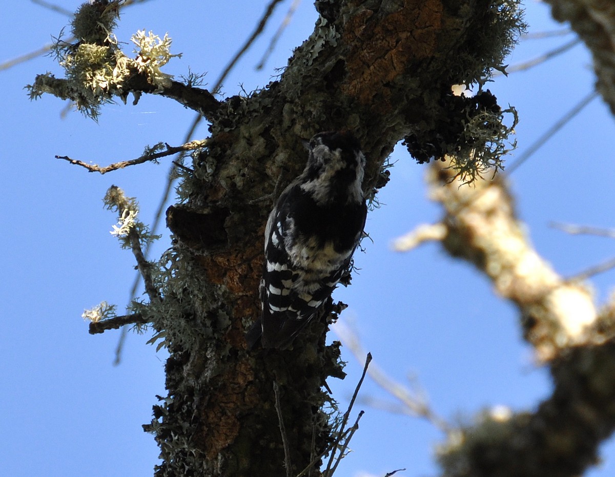 Lesser Spotted Woodpecker - ML354339061