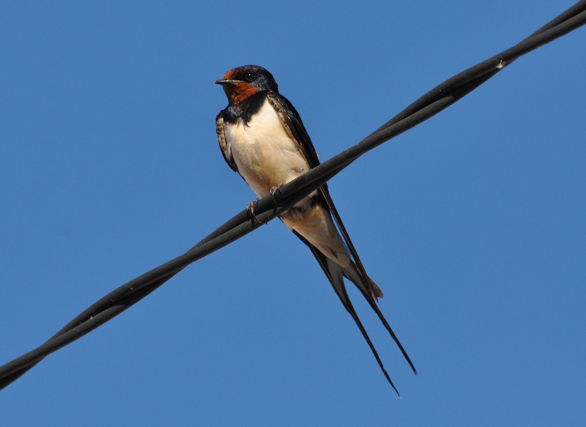 Barn Swallow - ML354339151