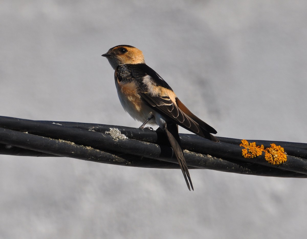 Red-rumped Swallow - ML354339171