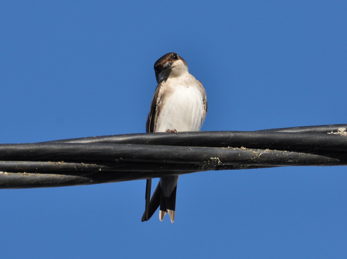 Western House-Martin - ML354339201