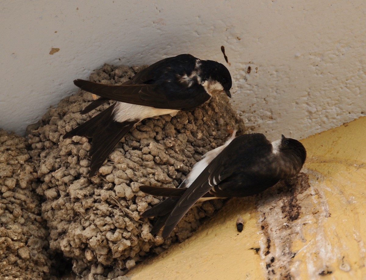 Western House-Martin - ML354339211