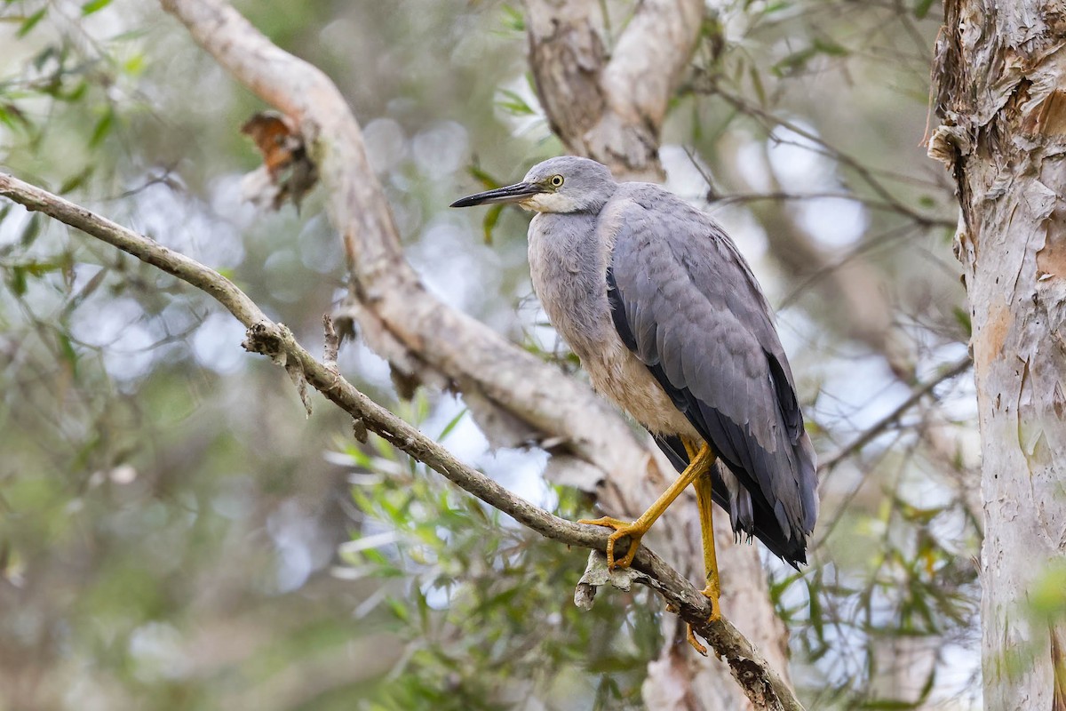 White-faced Heron - ML354339881