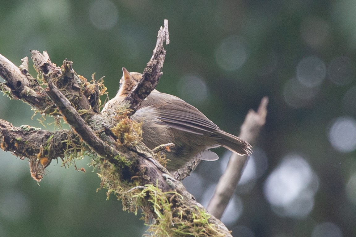 Green Warbler-Finch - ML354341191