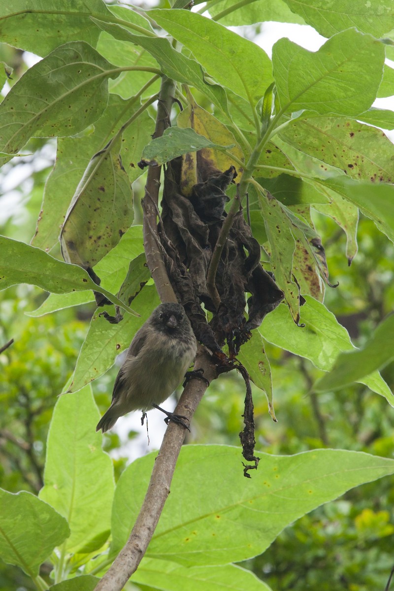 Small Tree-Finch - ML354341211