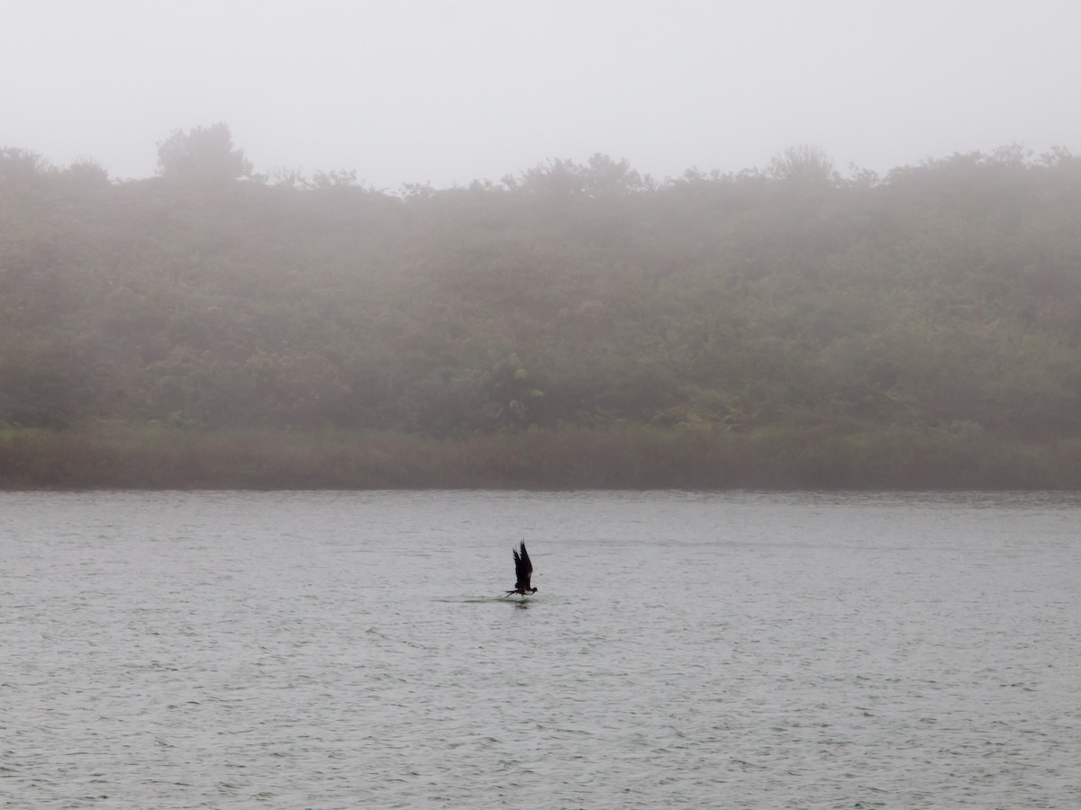 Magnificent Frigatebird - ML354341301