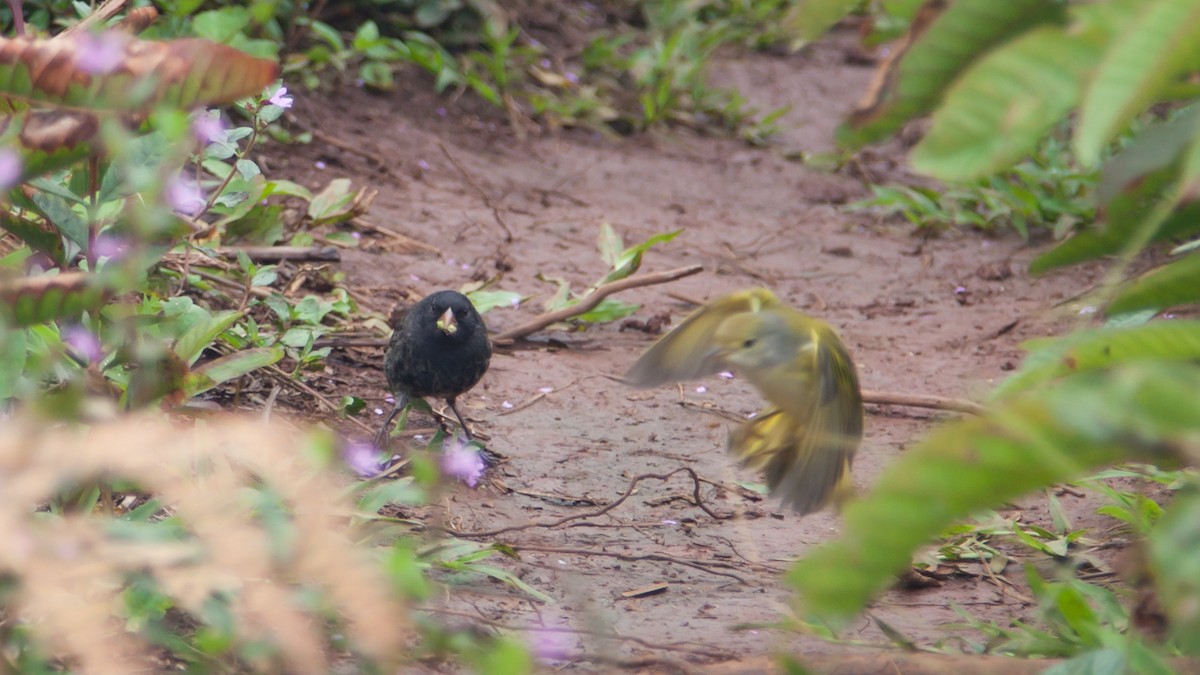 Small Ground-Finch - ML354341351