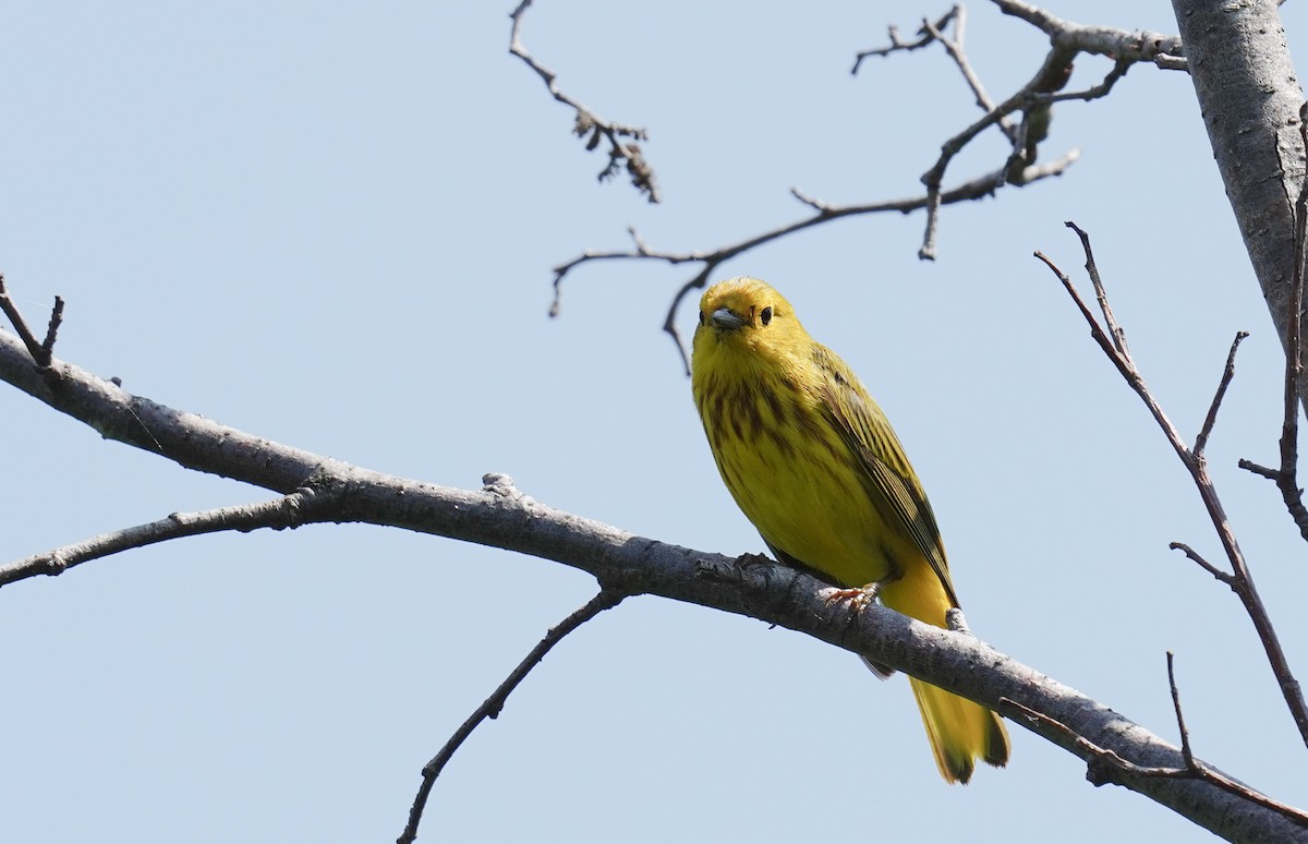 Yellow Warbler - Tina Randell 🐦