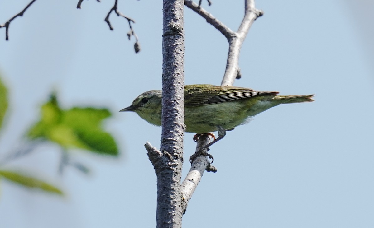 Tennessee Warbler - ML354341441