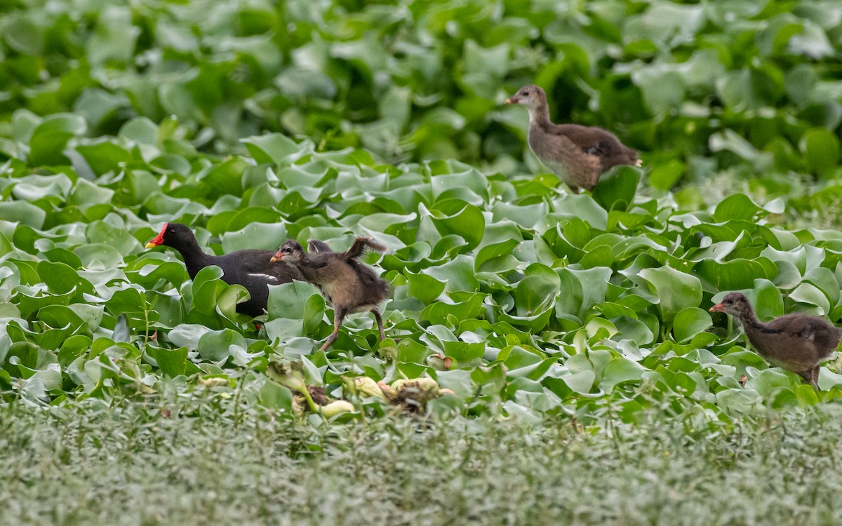 Eurasian Moorhen - Sharang Satish