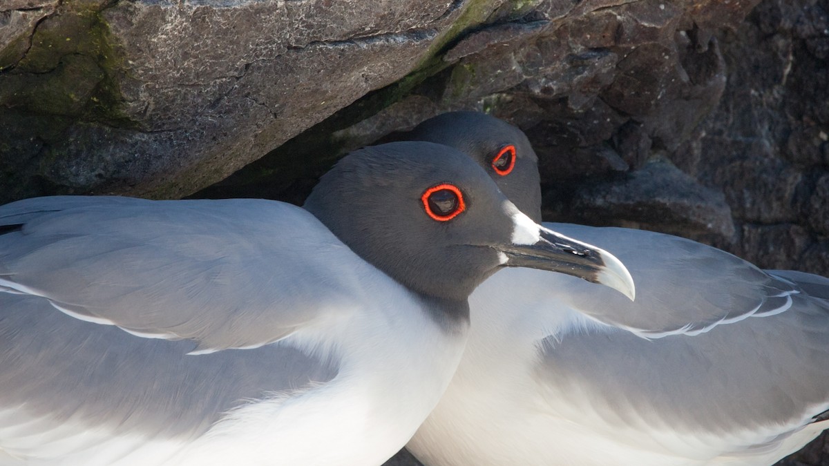 Swallow-tailed Gull - ML354342551