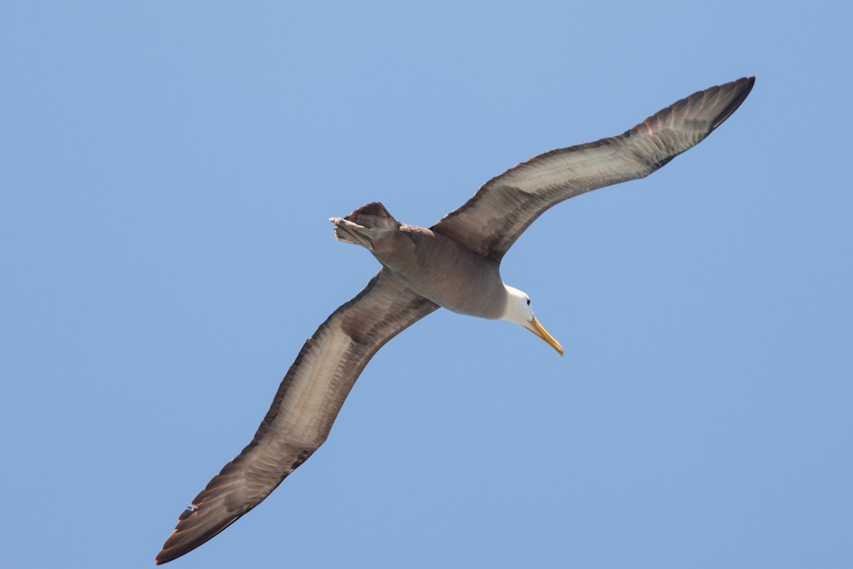 Waved Albatross - ML354342581
