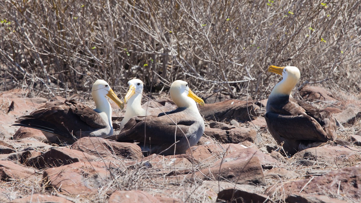 Waved Albatross - ML354342591