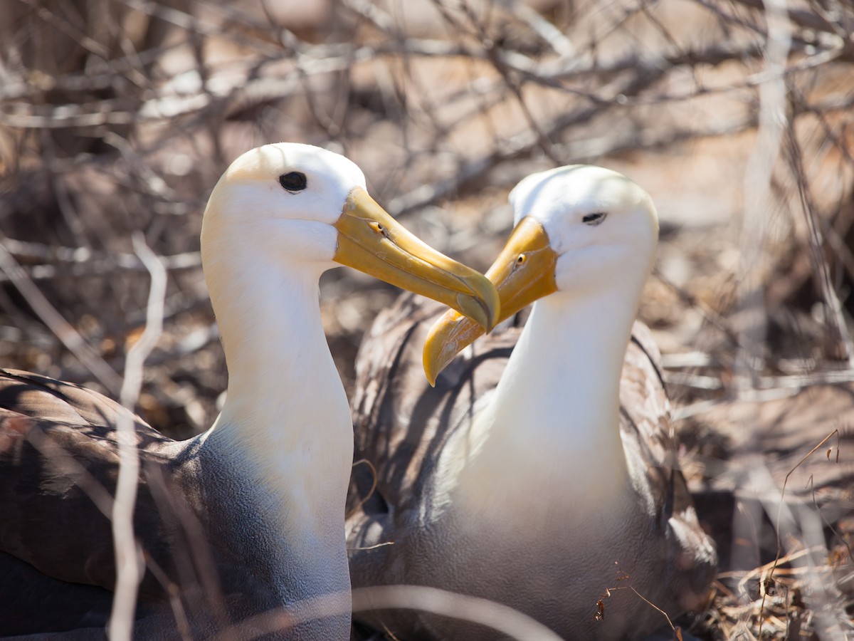 Waved Albatross - ML354342601