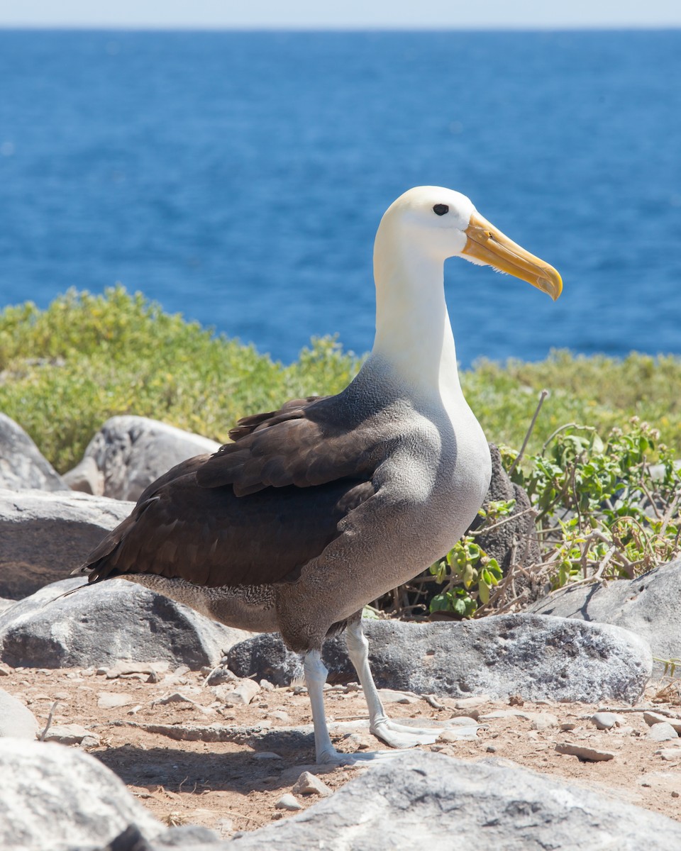 Albatros des Galapagos - ML354342611