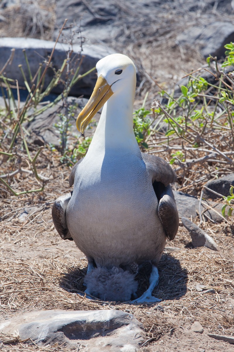 Waved Albatross - ML354342621