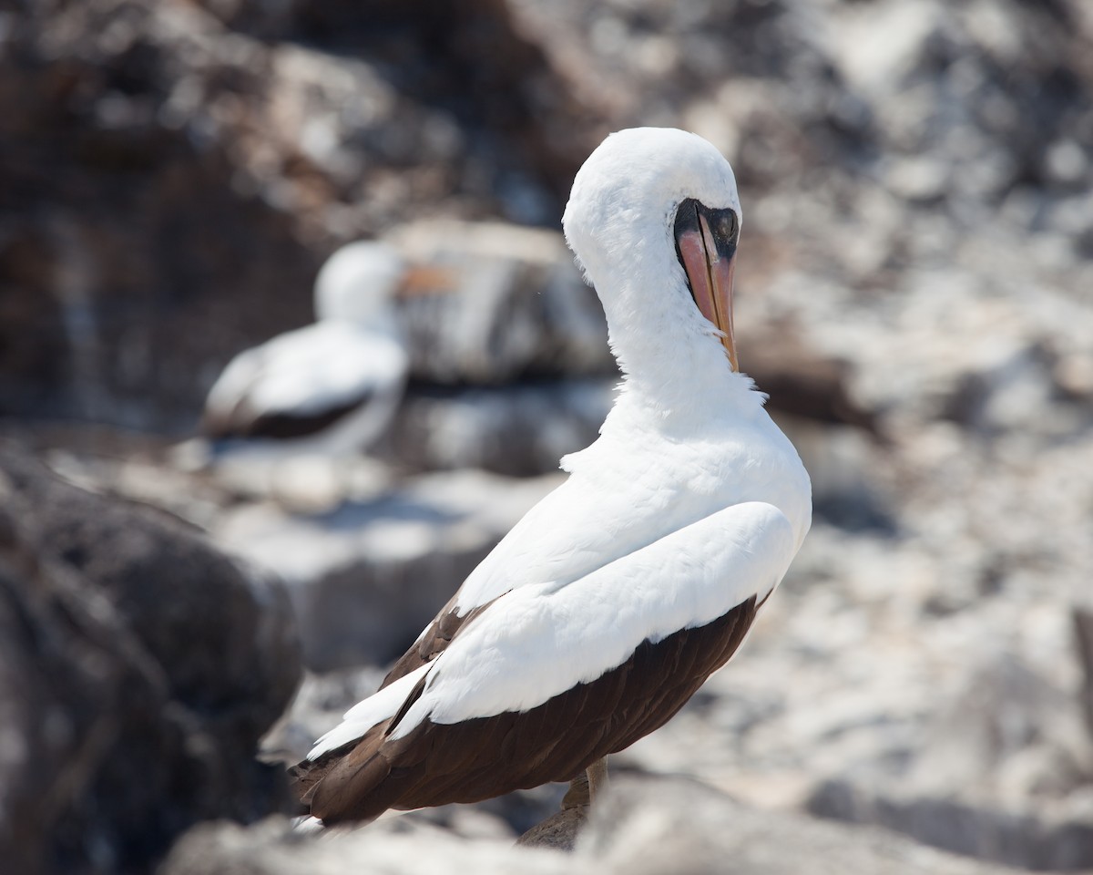 Nazca Booby - ML354342631